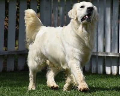Golden Meadows CREAM Golden Retriever Puppies media 8