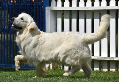 Golden Meadows CREAM Golden Retriever Puppies media 9