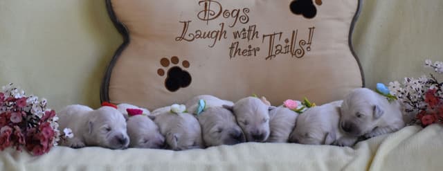 Golden Meadows CREAM Golden Retriever Puppies media 7