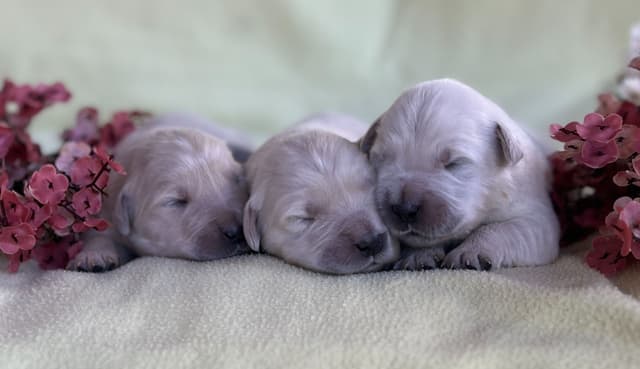 Golden Meadows CREAM Golden Retriever Puppies media 6