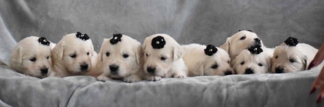 Golden Meadows CREAM Golden Retriever Puppies media 4