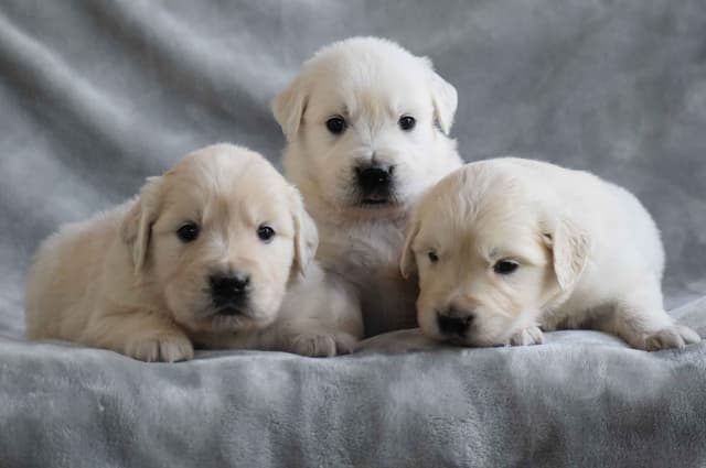 Golden Meadows CREAM Golden Retriever Puppies media 3