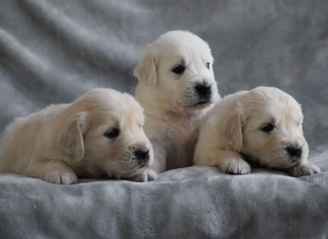 Golden Meadows CREAM Golden Retriever Puppies media 5