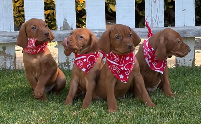 Vizsla Puppies-Golden Meadows media 3