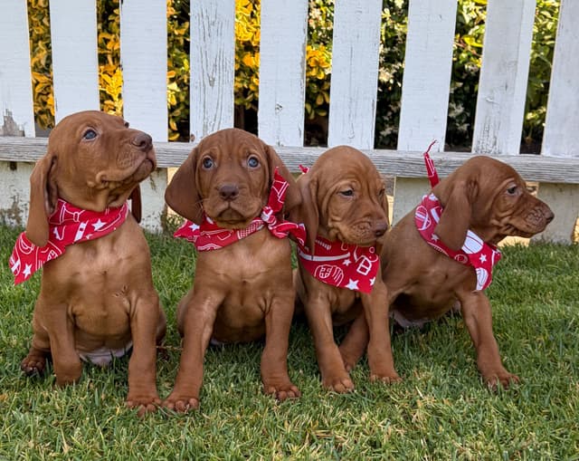 Vizsla Puppies-Golden Meadows media 5