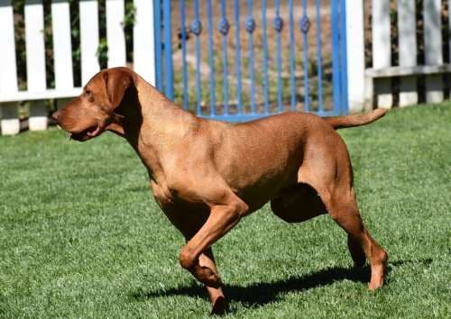 Vizsla Puppies-Golden Meadows media 6
