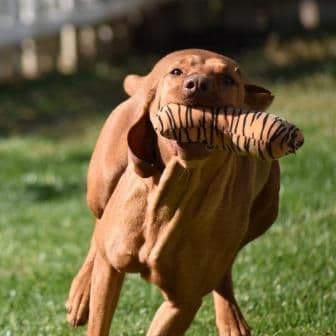 Vizsla Puppies-Golden Meadows media 7
