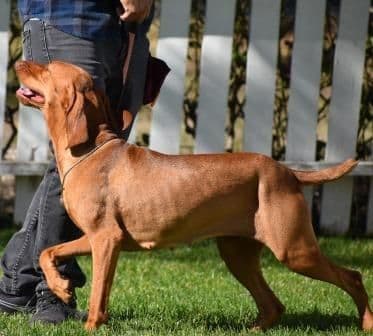 Vizsla Puppies-Golden Meadows media 8
