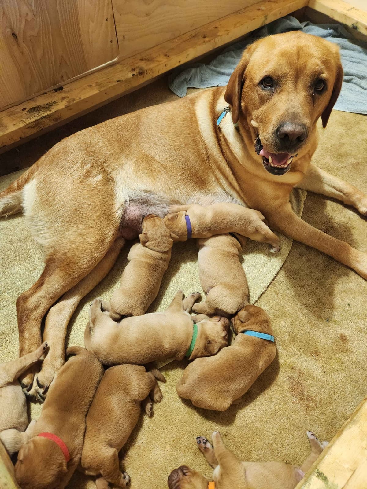 Fox Red Labrador Retriever Puppies breeder image 2