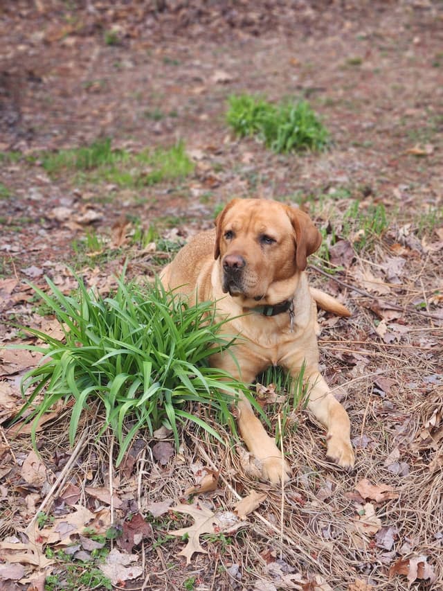 Fox Red Labrador Retriever Puppies media 2
