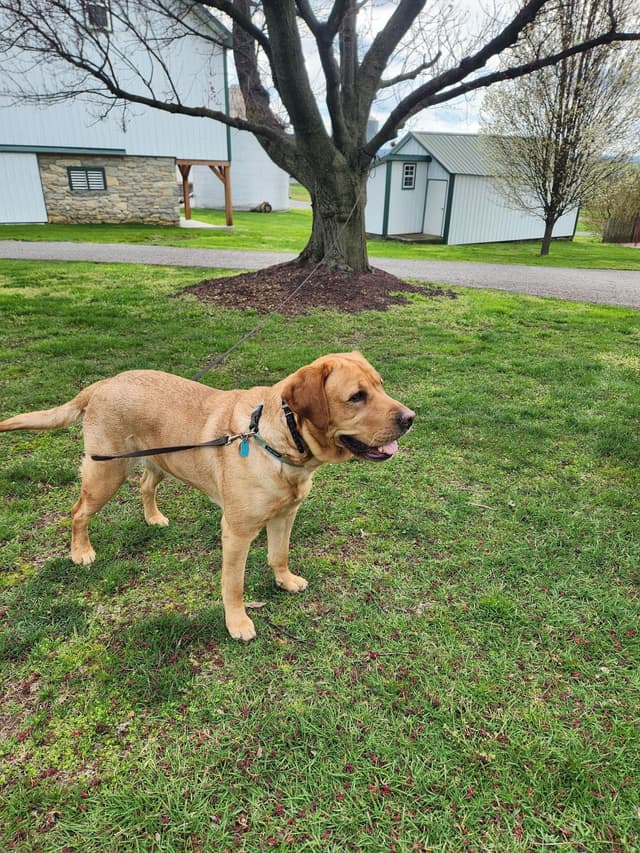Fox Red Labrador Retriever Puppies media 4
