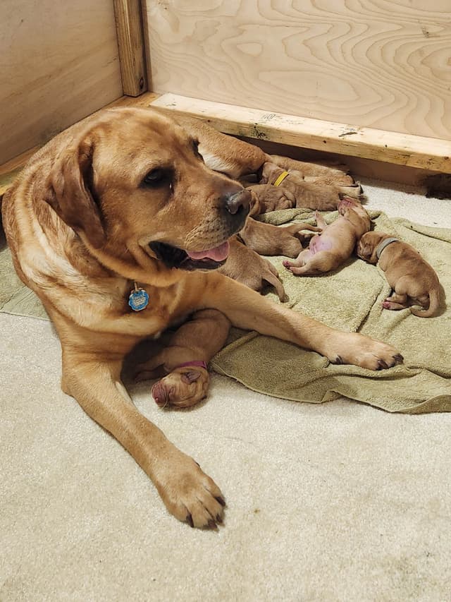 Fox Red Labrador Retriever Puppies media 5