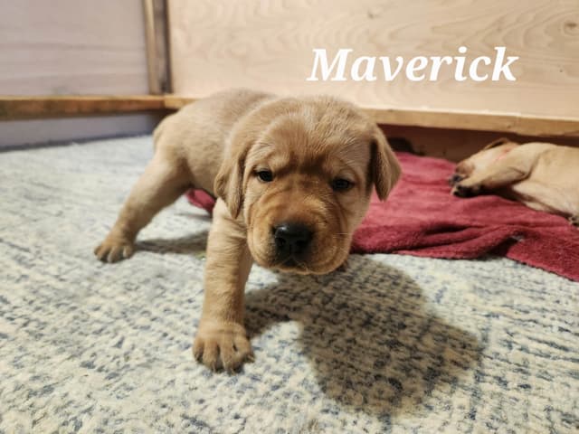 Fox Red Labrador Retriever Puppies media 6