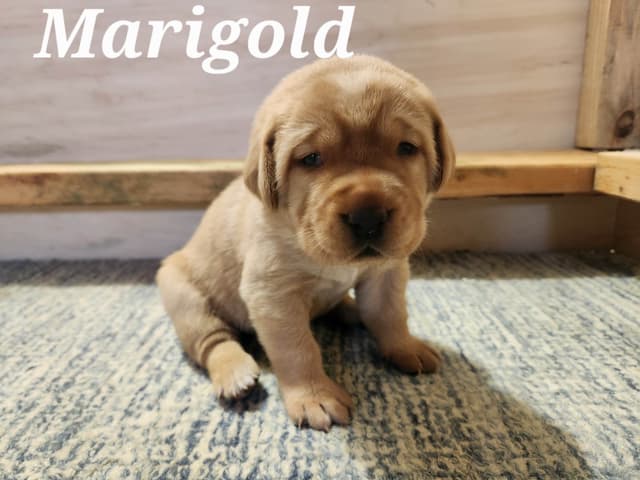 Fox Red Labrador Retriever Puppies media 7