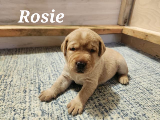 Fox Red Labrador Retriever Puppies media 8