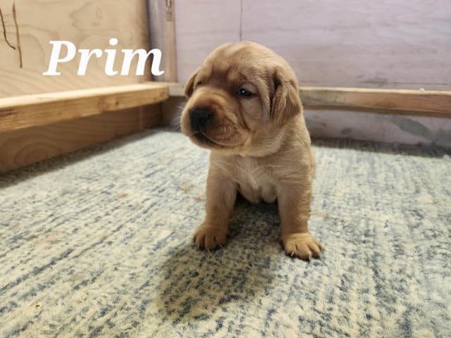 Fox Red Labrador Retriever Puppies media 9