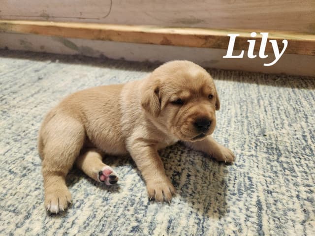 Fox Red Labrador Retriever Puppies media 11