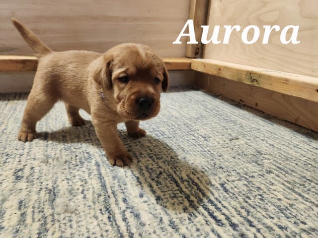 Fox Red Labrador Retriever Puppies media 10