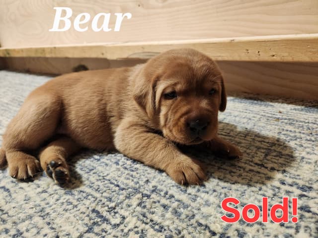 Fox Red Labrador Retriever Puppies media 12