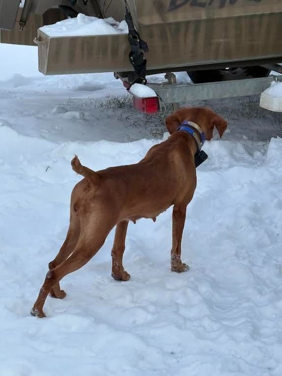 Vizsla Puppies media 2