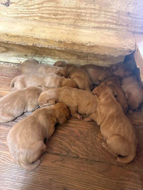 Vizsla Puppies media 5