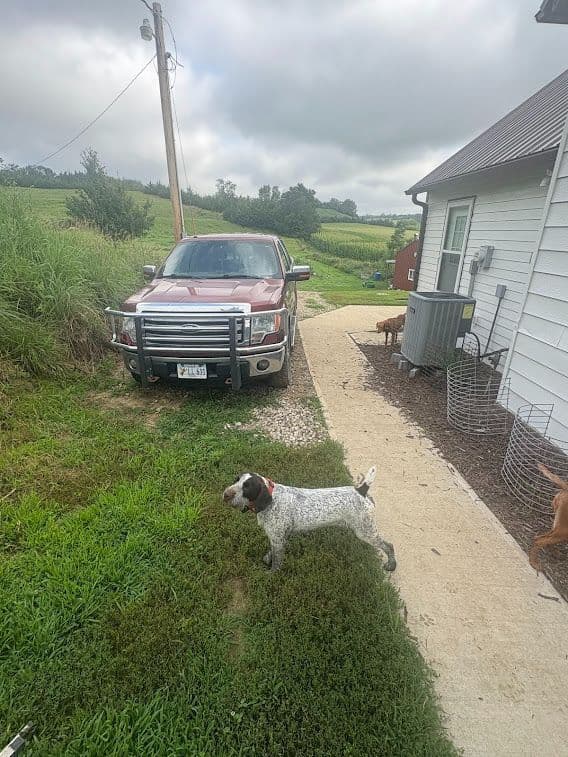 German Wirehaired Pointer Puppies media 2