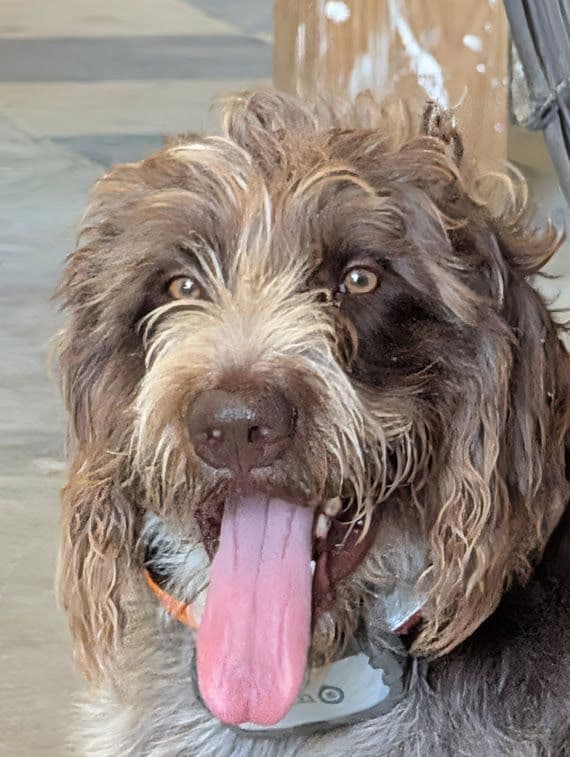 German Wirehaired Pointer Puppies media 3