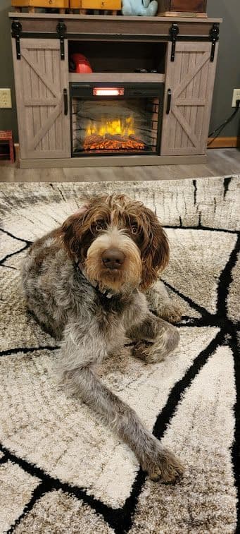 German Wirehaired Pointer Puppies media 4