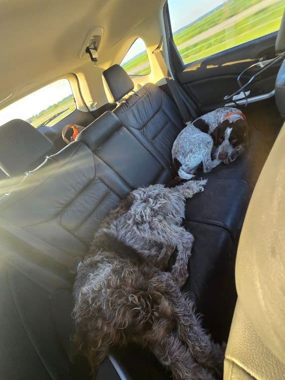 German Wirehaired Pointer Puppies media 5