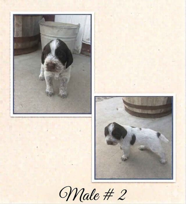 German Wirehaired Pointer Puppies media 6