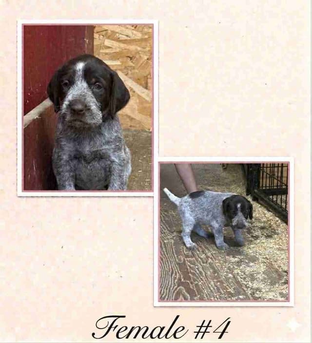 German Wirehaired Pointer Puppies media 9