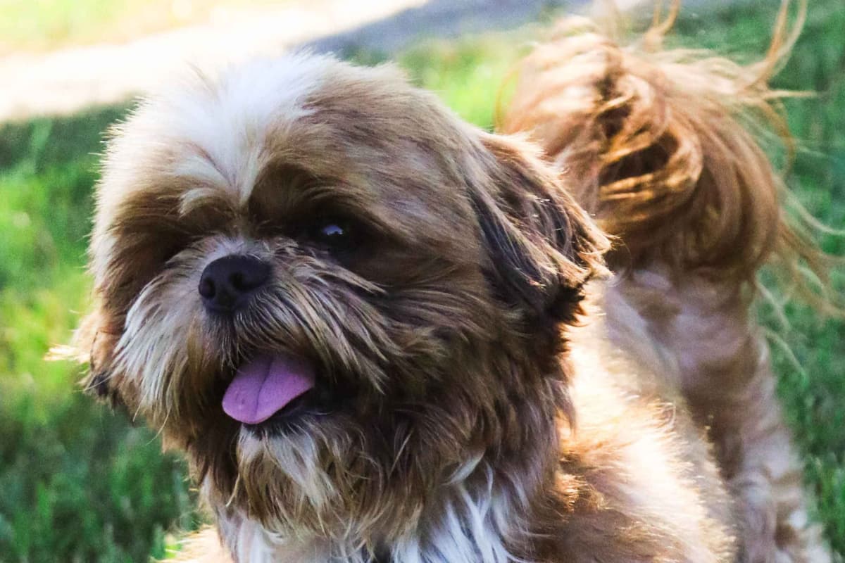 Shih Tzu Puppies breeder image 1