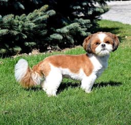 Handsom Shih Tzu Puppy thumbnail 1