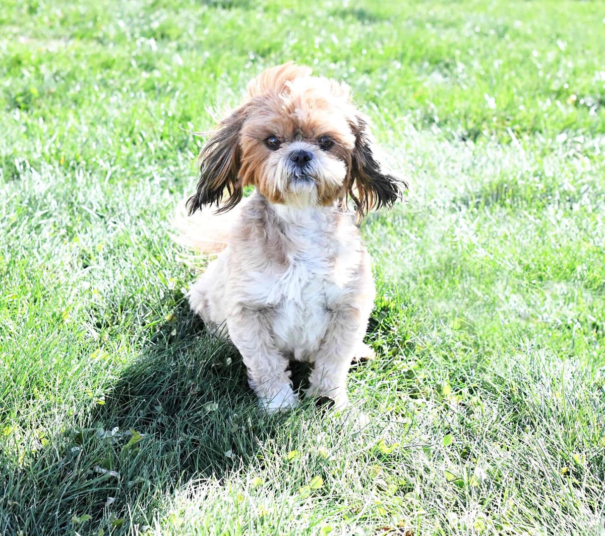 Handsom Shih Tzu Puppy photo 2