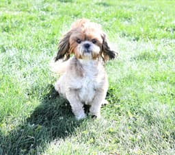 Handsom Shih Tzu Puppy thumbnail 2