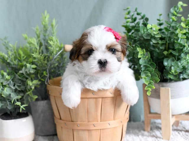 Shih Tzu Puppies media 4
