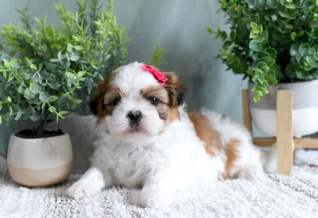 Shih Tzu Puppies media 6