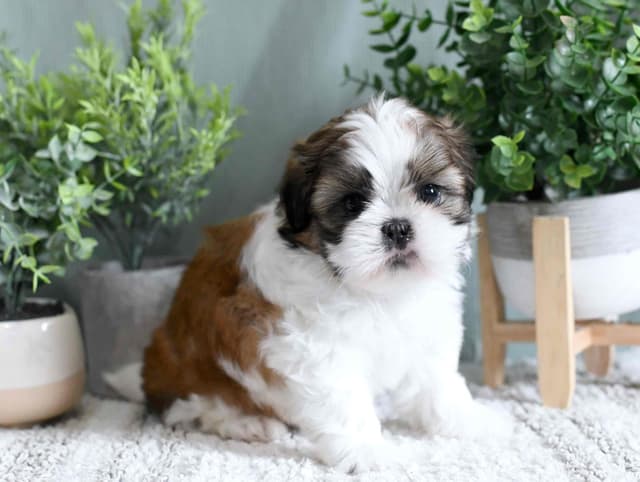 Shih Tzu Puppies media 8