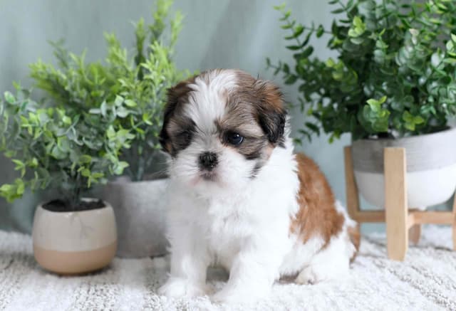 Shih Tzu Puppies media 9