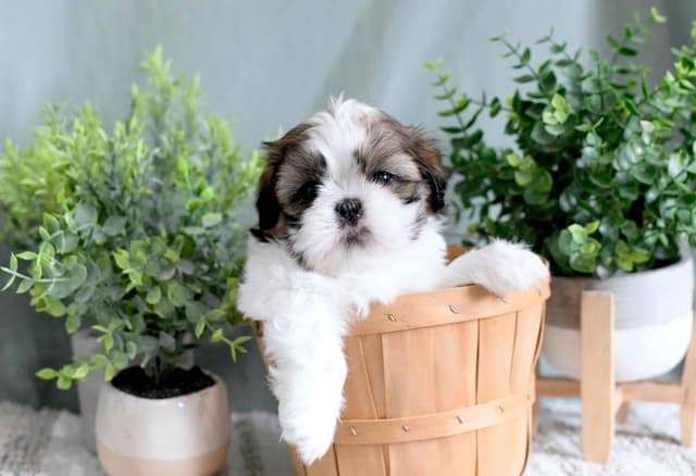 Shih Tzu Puppies media 7