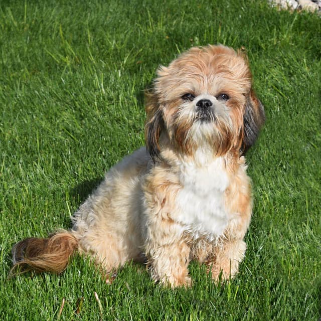 Shih Tzu Puppies media 10