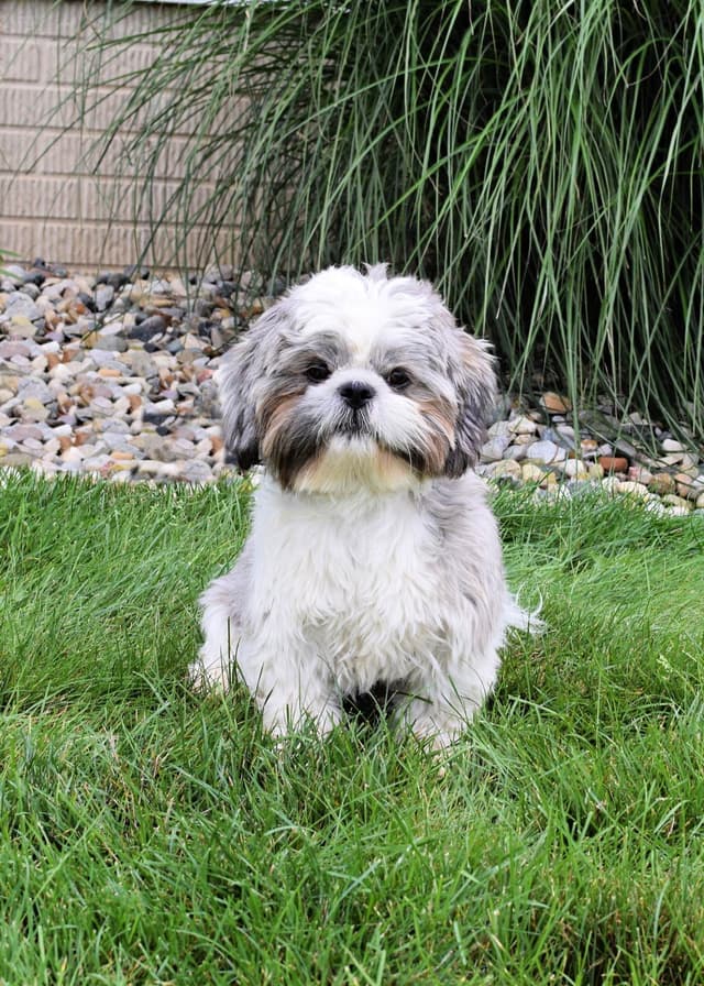 Shih Tzu Puppies media 11