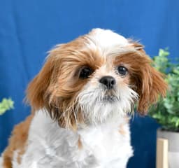Handsom Shih Tzu Puppy thumbnail 3