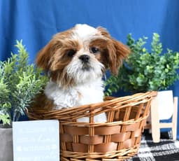 Handsom Shih Tzu Puppy thumbnail 4