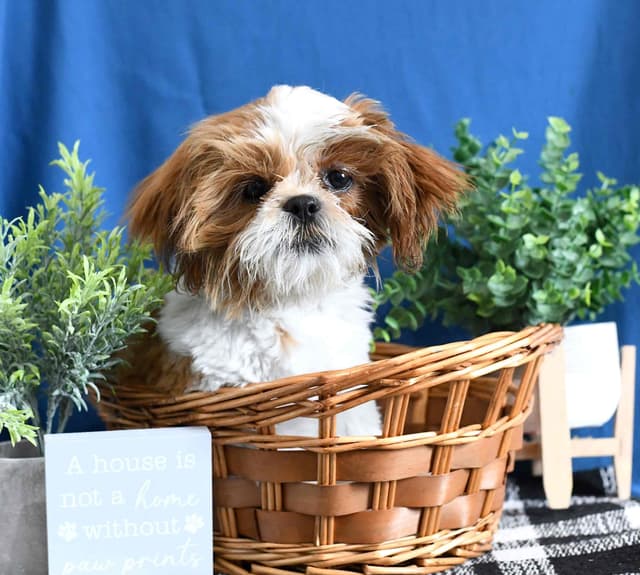 Handsom Shih Tzu Puppy media 4