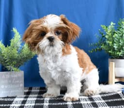 Handsom Shih Tzu Puppy thumbnail 5