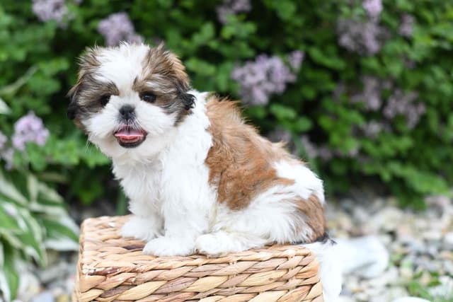 Shih Tzu Puppies media 2