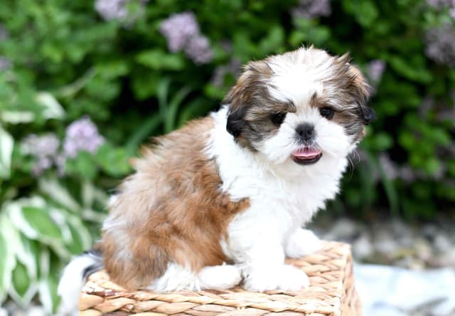 Shih Tzu Puppies media 3