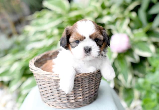 Shih Tzu Puppies media 4