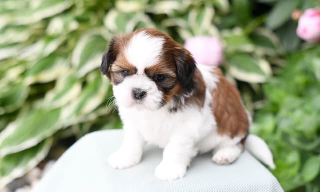 Shih Tzu Puppies media 5